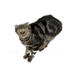 ブリスコのスタンプ（個別スタンプ：30）