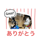 ペロ メル（個別スタンプ：2）