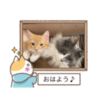 ねこねこぴのこ6（個別スタンプ：1）