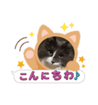ねこねこぴのこ6（個別スタンプ：2）