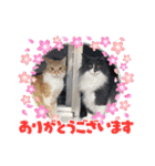 ねこねこぴのこ6（個別スタンプ：4）