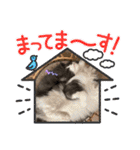 ねこねこぴのこ6（個別スタンプ：8）