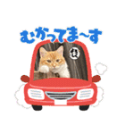 ねこねこぴのこ6（個別スタンプ：9）