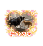 ねこねこぴのこ6（個別スタンプ：10）