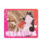 ねこねこぴのこ6（個別スタンプ：11）