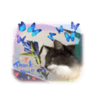ねこねこぴのこ6（個別スタンプ：12）