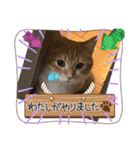 ねこねこぴのこ6（個別スタンプ：13）
