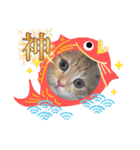 ねこねこぴのこ6（個別スタンプ：15）