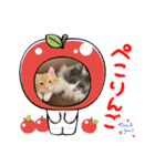 ねこねこぴのこ6（個別スタンプ：16）