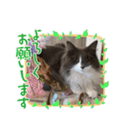 ねこねこぴのこ6（個別スタンプ：17）