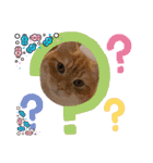 ねこねこぴのこ6（個別スタンプ：18）