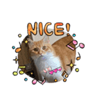 ねこねこぴのこ6（個別スタンプ：20）