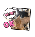 ねこねこぴのこ6（個別スタンプ：21）