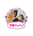 ねこねこぴのこ6（個別スタンプ：22）