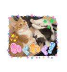 ねこねこぴのこ6（個別スタンプ：23）