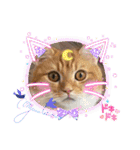 ねこねこぴのこ6（個別スタンプ：25）