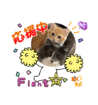 ねこねこぴのこ6（個別スタンプ：27）