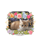 ねこねこぴのこ6（個別スタンプ：28）