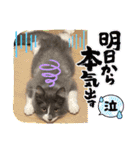 ねこねこぴのこ6（個別スタンプ：30）