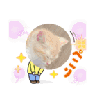 ねこねこぴのこ6（個別スタンプ：32）