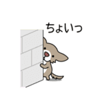 ふわっとチワワ（個別スタンプ：1）