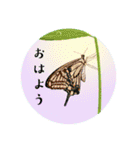 ぴよの絵にっき 13（個別スタンプ：2）