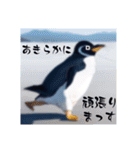 ペンギンのつぶやき6（個別スタンプ：4）