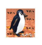 ペンギンのつぶやき6（個別スタンプ：5）