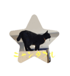 QUEUE猫たくさん第2弾（個別スタンプ：1）