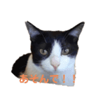 QUEUE猫たくさん第2弾（個別スタンプ：2）
