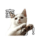 QUEUE猫たくさん第2弾（個別スタンプ：3）