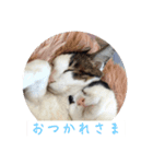 QUEUE猫たくさん第2弾（個別スタンプ：4）