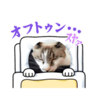 QUEUE猫たくさん第2弾（個別スタンプ：5）