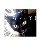 QUEUE猫たくさん第2弾（個別スタンプ：6）