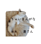QUEUE猫たくさん第2弾（個別スタンプ：7）