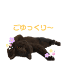 シェリーにゃんver2（個別スタンプ：1）