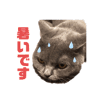 シェリーにゃんver2（個別スタンプ：5）