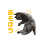 シェリーにゃんver2（個別スタンプ：7）