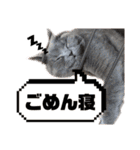 シェリーにゃんver2（個別スタンプ：8）