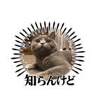 シェリーにゃんver2（個別スタンプ：10）
