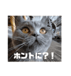 シェリーにゃんver2（個別スタンプ：13）