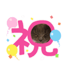 シェリーにゃんver2（個別スタンプ：14）