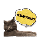 シェリーにゃんver2（個別スタンプ：15）