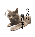シェリーにゃんver2（個別スタンプ：18）