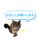 シェリーにゃんver2（個別スタンプ：22）