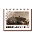 シェリーにゃんver2（個別スタンプ：23）