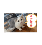 もっちゃみスタンプ（個別スタンプ：1）