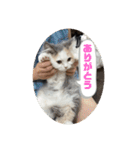 もっちゃみスタンプ（個別スタンプ：2）