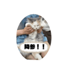 もっちゃみスタンプ（個別スタンプ：9）