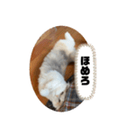もっちゃみスタンプ（個別スタンプ：15）